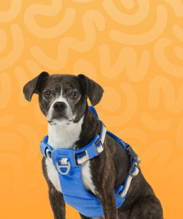 pet dog leashes