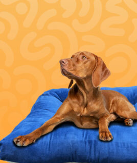 pet dog supplies