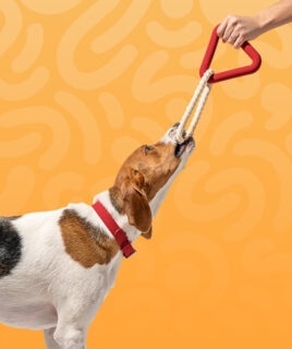 pet dog toys
